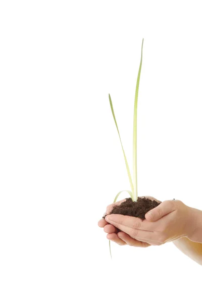 Две руки с растением — стоковое фото