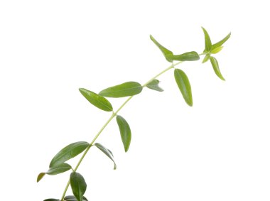 Olive branch isolated on white clipart