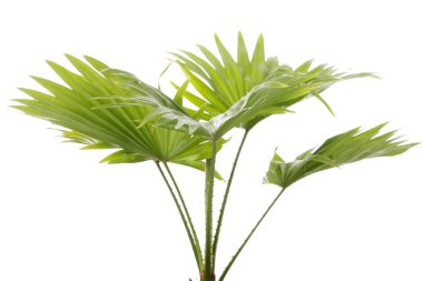 Çeşme palm isoalted üzerinde beyaz backgrund