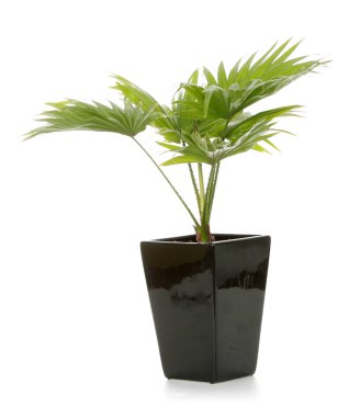 Fountain Palm isoalted on white backgrund clipart