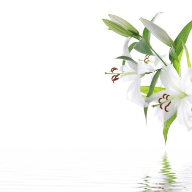 White lilia flower - SPA design background clipart