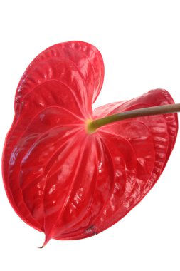 Beyaz (seks sembolü izole anthurium)