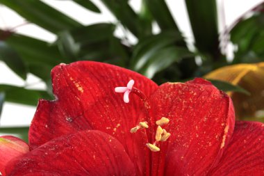 Hippeastrum intiflorum, şehvetli, amaryllis yakın çekim