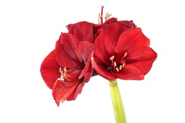 Red amaryllis clipart