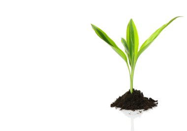 New Life design (growth concept) clipart