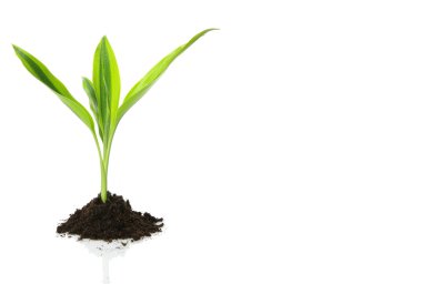 New Life design (growth concept) clipart