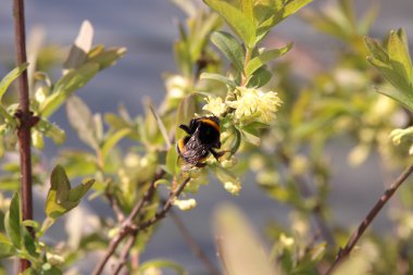 Arı polen toplama (Tabanus)