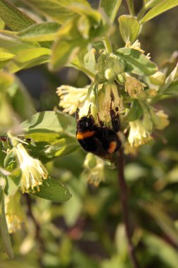 Arı polen toplama (Tabanus)