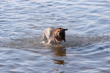 Dog shaking head