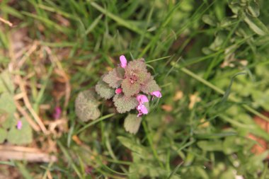 Young hemp nettle plant with flowers clipart