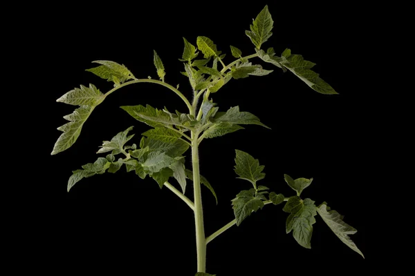 Planta Fresca Tomate Joven Aislada Sobre Fondo Negro — Foto de Stock