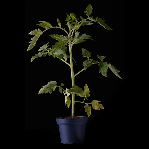 Fresh young tomato plant — Stock Photo, Image