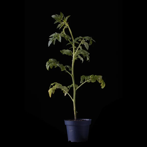 Verse Jonge Tomatenplant Met Pot Geïsoleerd Zwarte Achtergrond — Stockfoto
