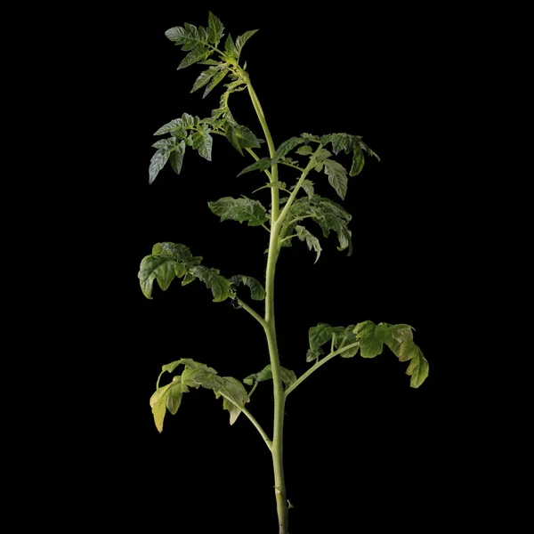Свіжа молода рослина помідорів ізольована — стокове фото