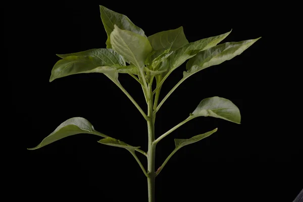 Biber bitki — Stok fotoğraf