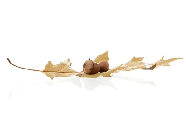 Brown Oak Leaf Acorn Isolated White — Stock Photo, Image