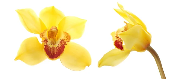Orchidee Blume Isoliert Auf Weißem Hintergrund — Stockfoto