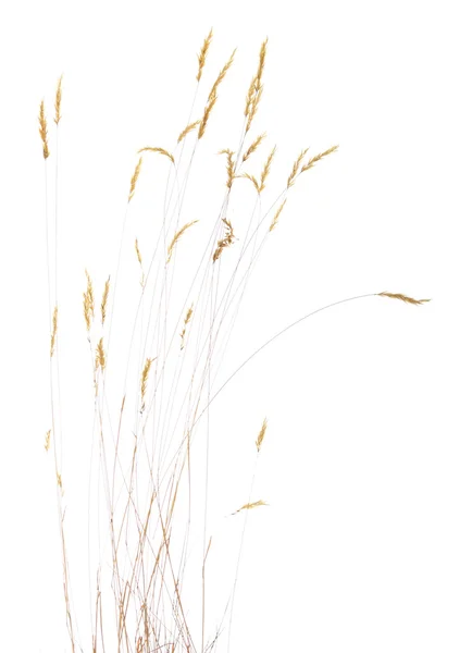 Trawy Późne Lato Białym Tle Onr Biały — Zdjęcie stockowe