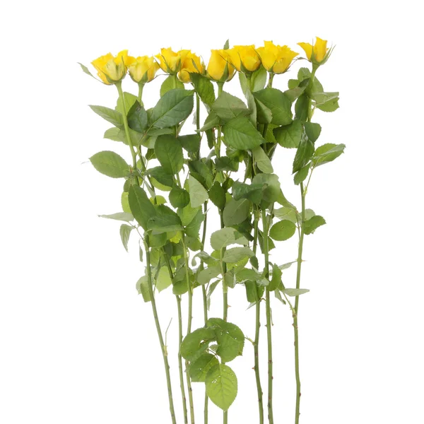 Group Yellow Roses Isolated White Background — Stock Photo, Image