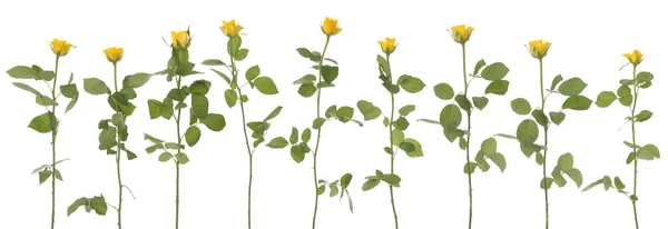 Yellow Roses Isolated White — Stock Photo, Image
