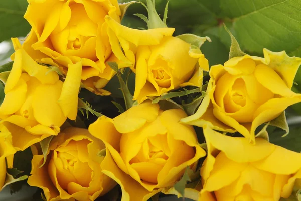 Group Yellow Roses Background — Stock Photo, Image