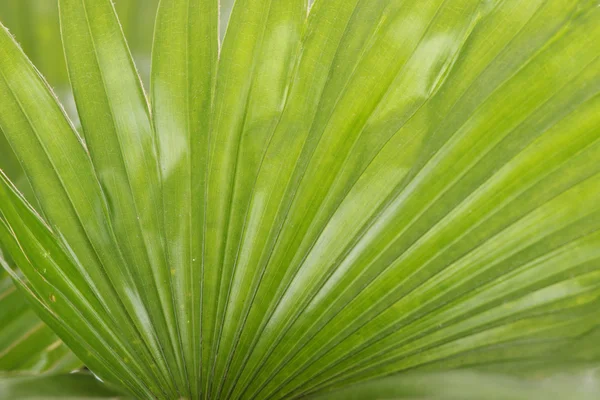 Çeşme palm — Stok fotoğraf
