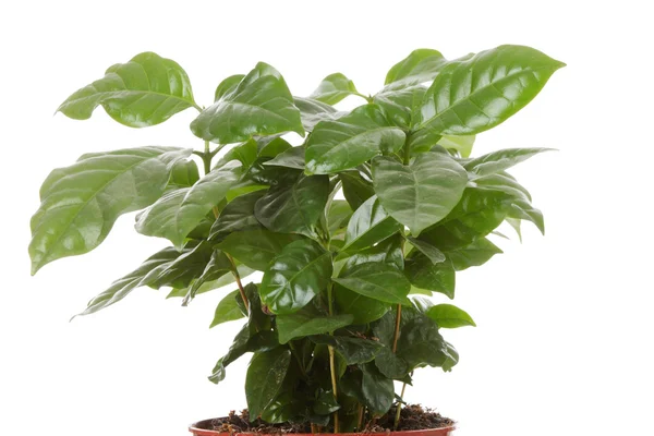 Kaffee Arabica Pflanze Isoliert Auf Weißem Hintergrund — Stockfoto