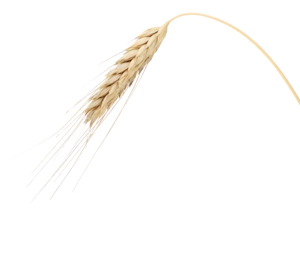 Лезо Пшениці Ізольовано Білому Тлі — стокове фото