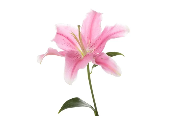 Розовая Лилия Изолированы Белом Фоне — стоковое фото