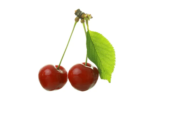 Two Cherries Isolated White Background — Stock Photo, Image