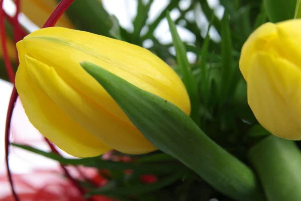 黄色郁金香花束 — 图库照片