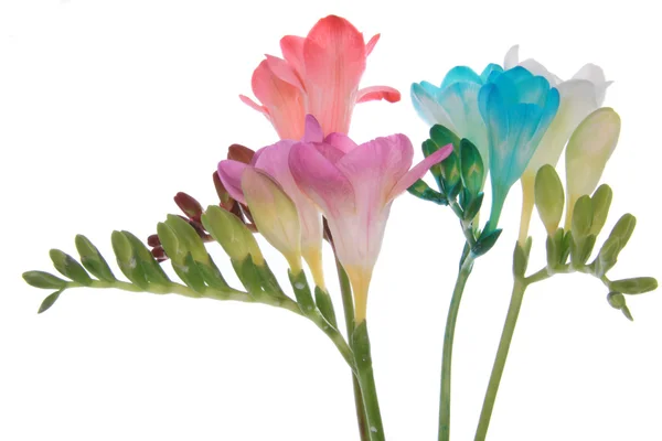 Pink Red White Blue Freesia Isolated White — Stock Photo, Image