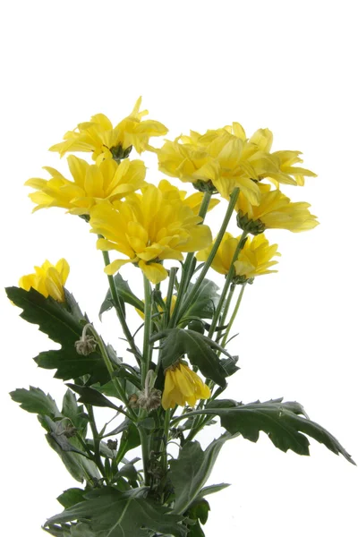 Yellow Chrysanthemum Isolated White Background — Stock Photo, Image