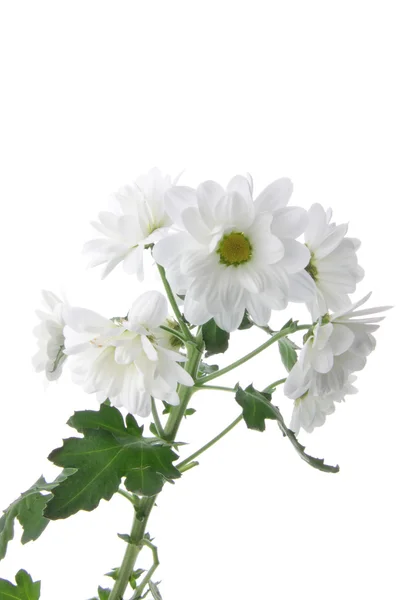 Bílá Chryzantéma Izolované Bílém Pozadí — Stock fotografie