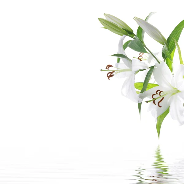 Witte lilia bloem - spa ontwerp achtergrond — Stockfoto