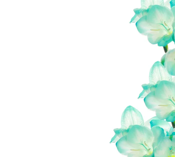 Bunga Segar Desain Perbatasan Terisolasi Pada Warna Putih — Stok Foto