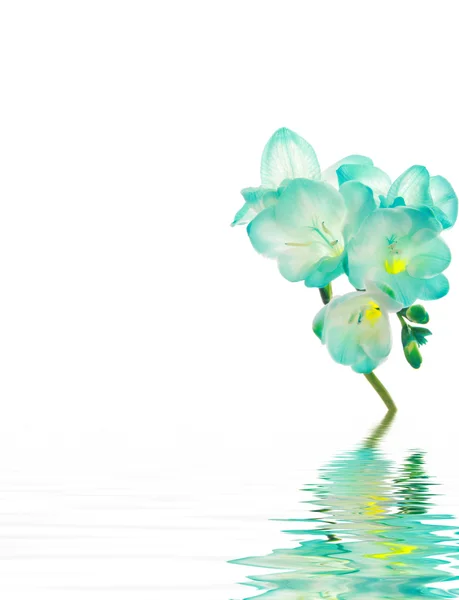 Fresia 꽃-블루 스파에 대 한 — 스톡 사진