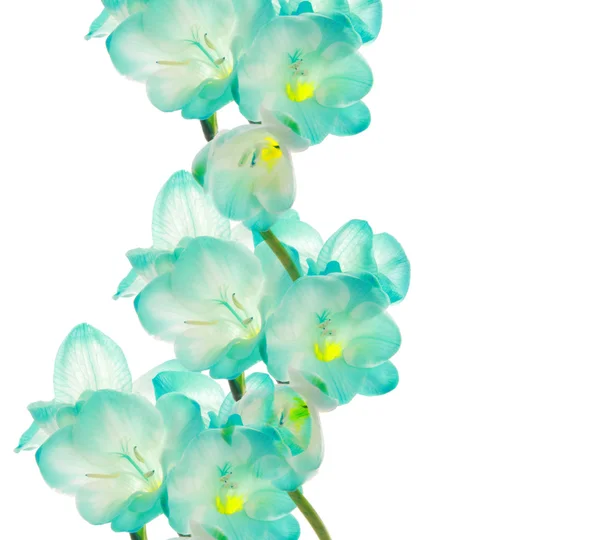 Fresia Flower Border Design Isolated White — Stock Photo, Image