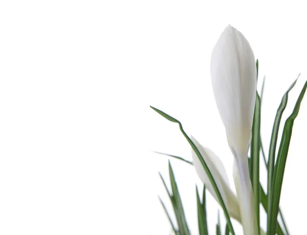 Красивый белый крокус — стоковое фото