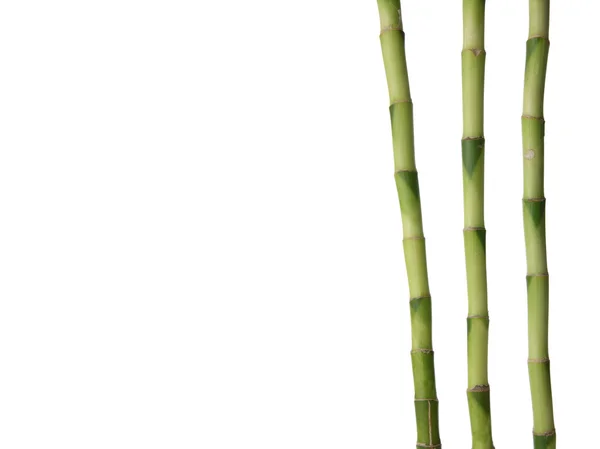 Sorte Bambu Isolado Fundo Branco — Fotografia de Stock