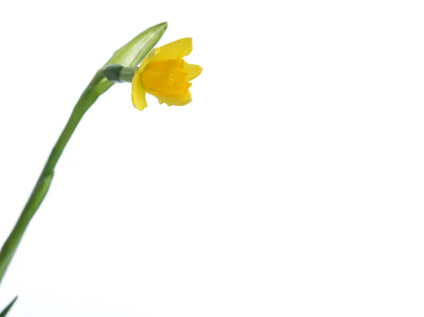 Narcissus Geïsoleerd Witte Achtergrond — Stockfoto