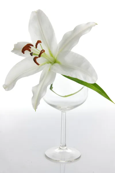 Lilium Isolato Sfondo Bianco — Foto Stock