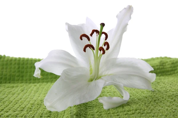 Біла Лілія Зеленому Рушнику Ізольована — стокове фото