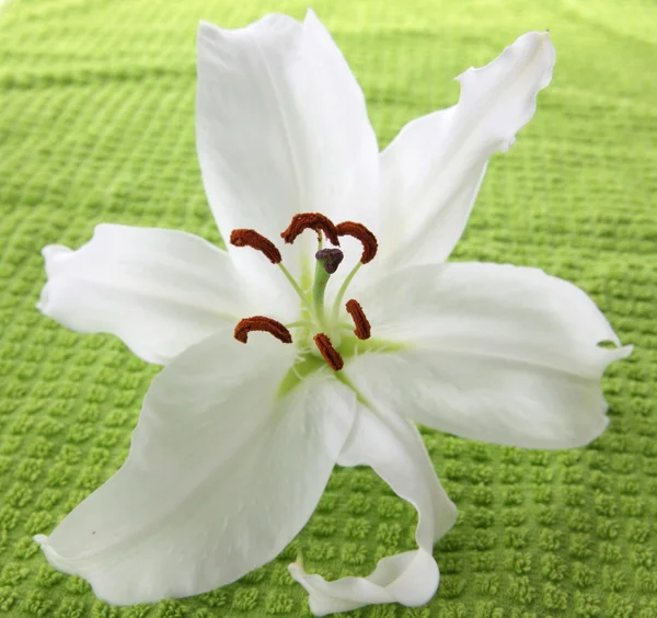 Witte lilia op groene handdoek — Stockfoto