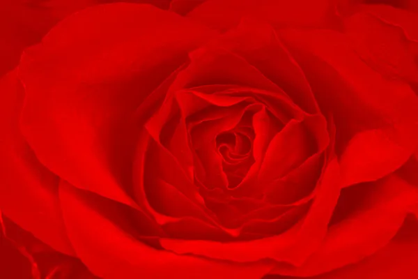 Rosa sfondo rosso — Foto Stock