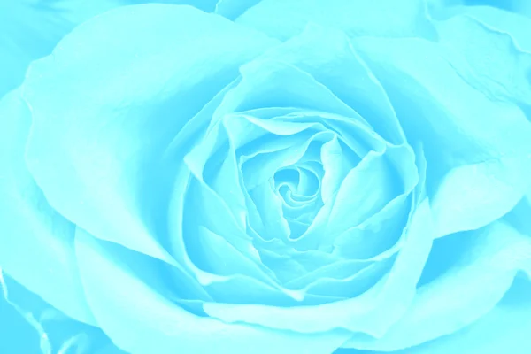 玫瑰蓝色背景 — 图库照片