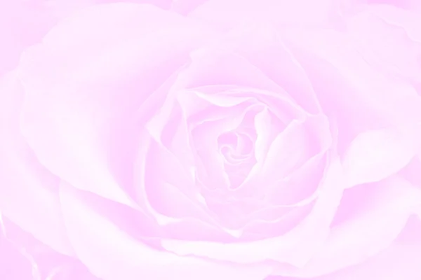 玫瑰粉红色背景 — 图库照片
