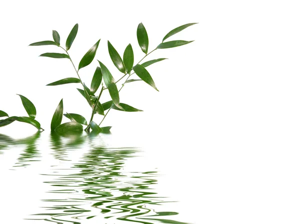 Красиві Зеленим Листям Ізольовані Білому Тлі Spa — стокове фото