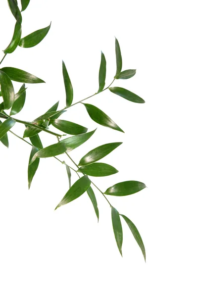 Красиві зелені листя ізольовані на білому тлі — стокове фото