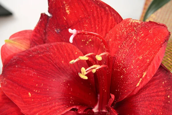 Red amaryllis macro background — Stock Photo, Image